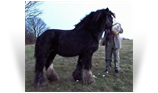 Lob Eared Horse